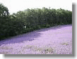Summer Furano, Lavender all around